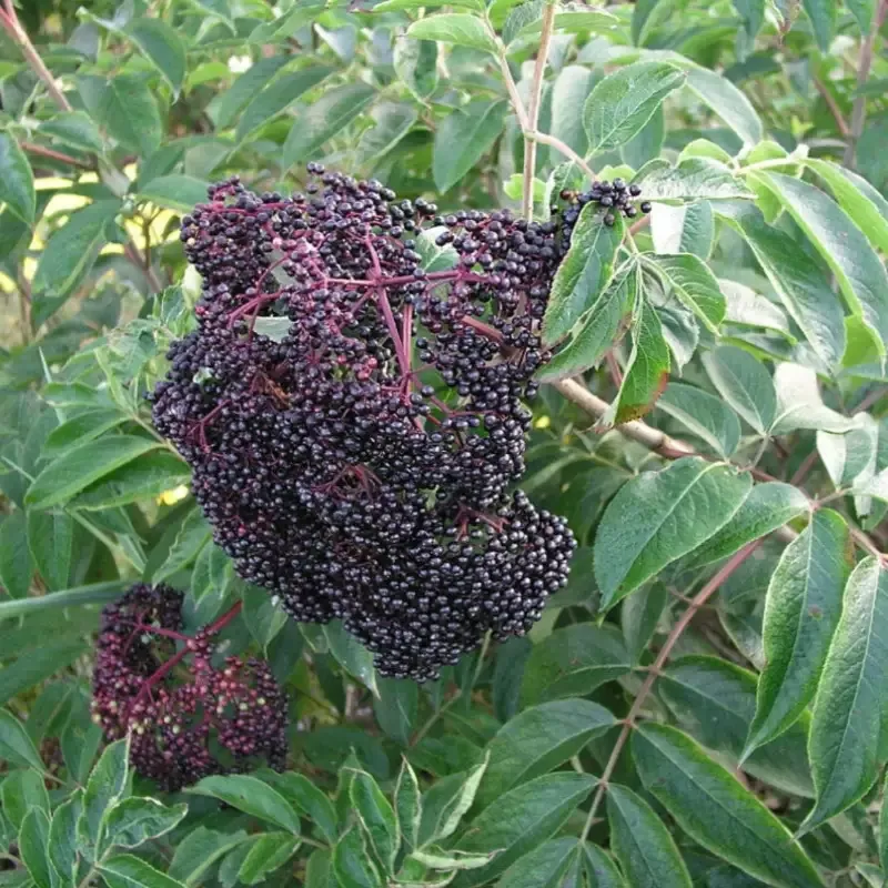 Wyldewood Ranch Elderberry