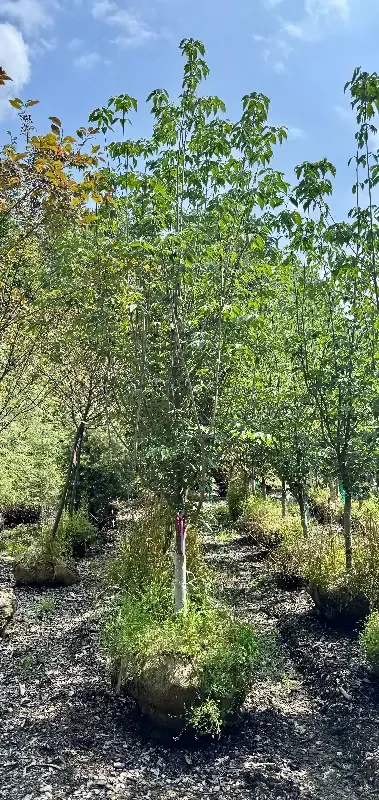 XL Aurora Dogwood