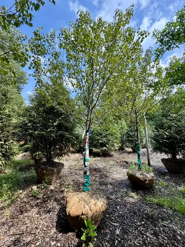 XL Autumn Flame Red Maple