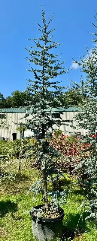 XL Blue Atlas Cedar