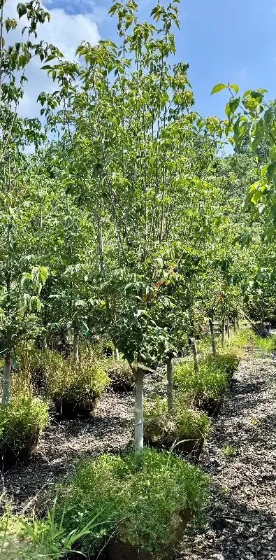 XL Celestial Shadow Dogwood