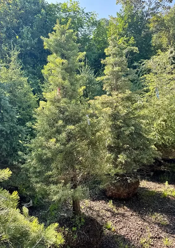 XL Concolor Fir