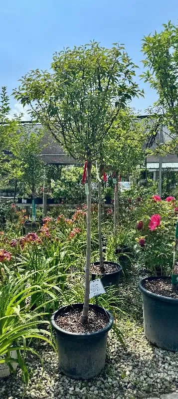XL Coralburst Dwarf Flowering Crabapple