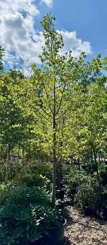 XL Greenspire Linden