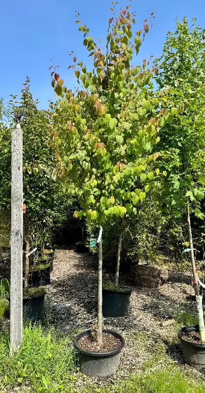 XL Katsura Tree