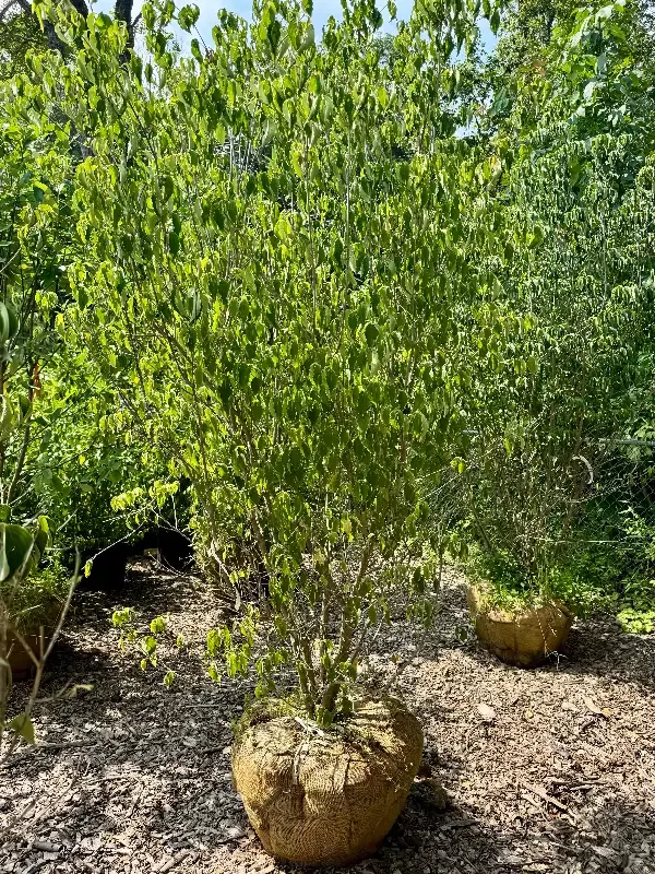 XL Kousa Dogwood