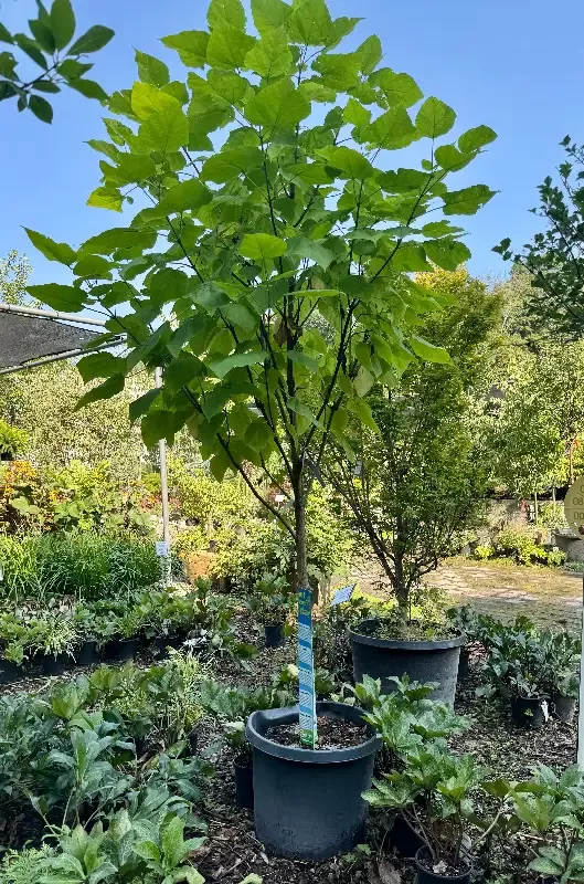XL Northern Catalpa