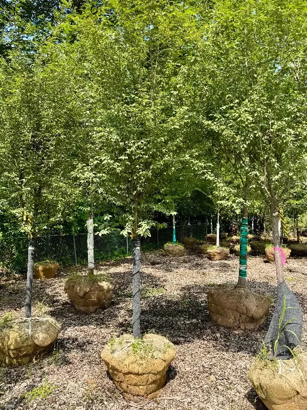 XL Okame Flowering Cherry