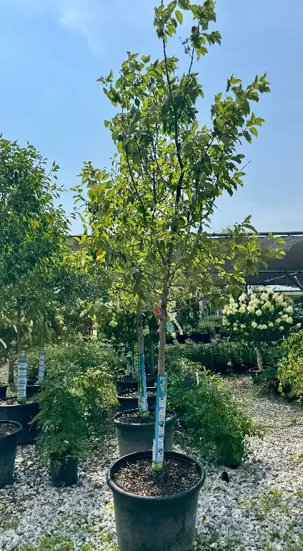 XL Red Jewel Crabapple
