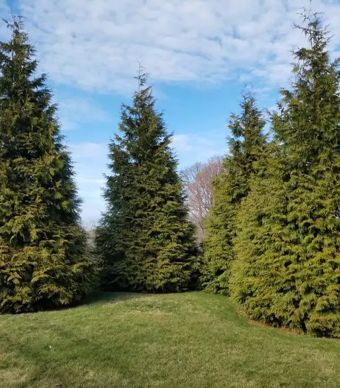 XL Thuja Green Giant Arborvitae
