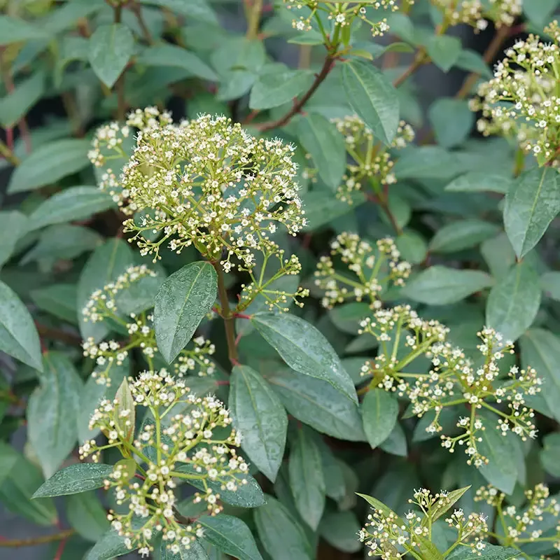 Yang™ David Viburnum