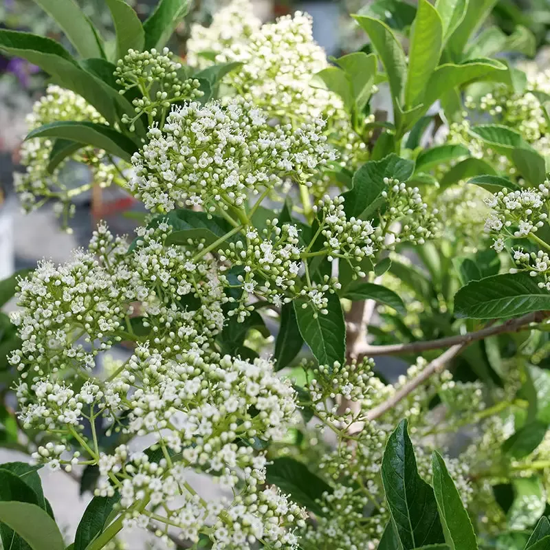 Yardline™ Viburnum