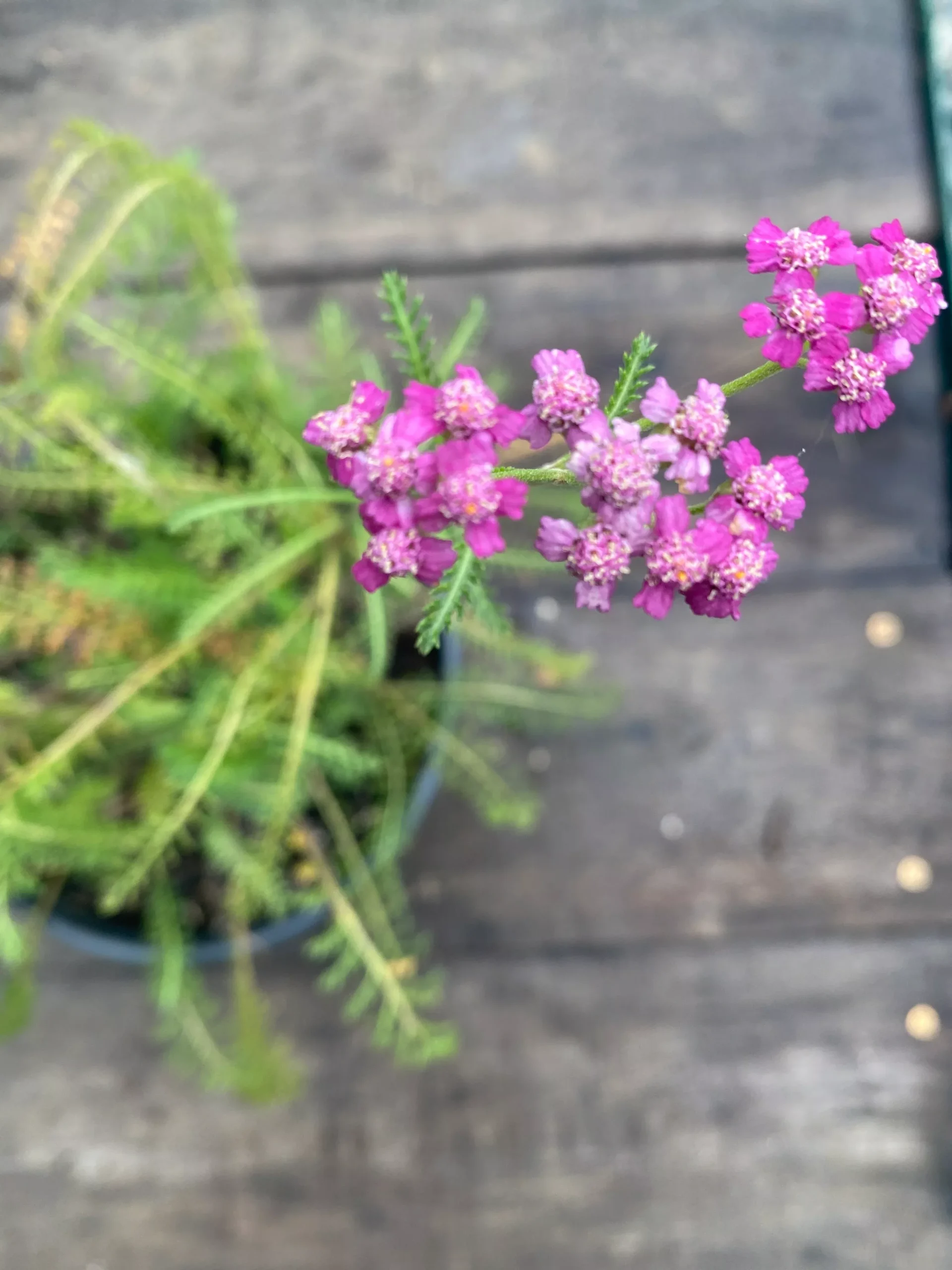 Yarrow, Flowerburst