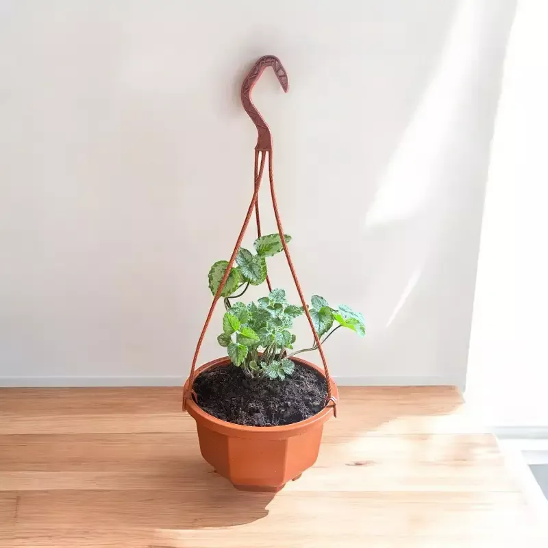 Yellow arch angel Hanging Basket (Live Indoor plants)