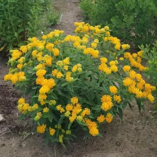 Yellow Butterfly Weed