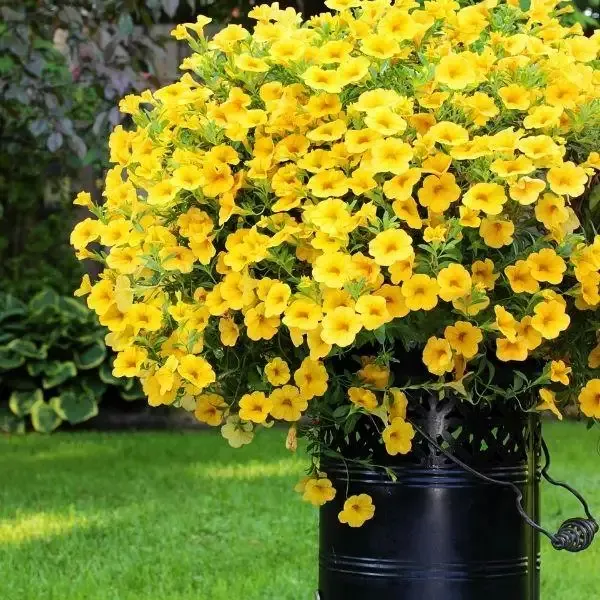 Yellow Calibrachoa