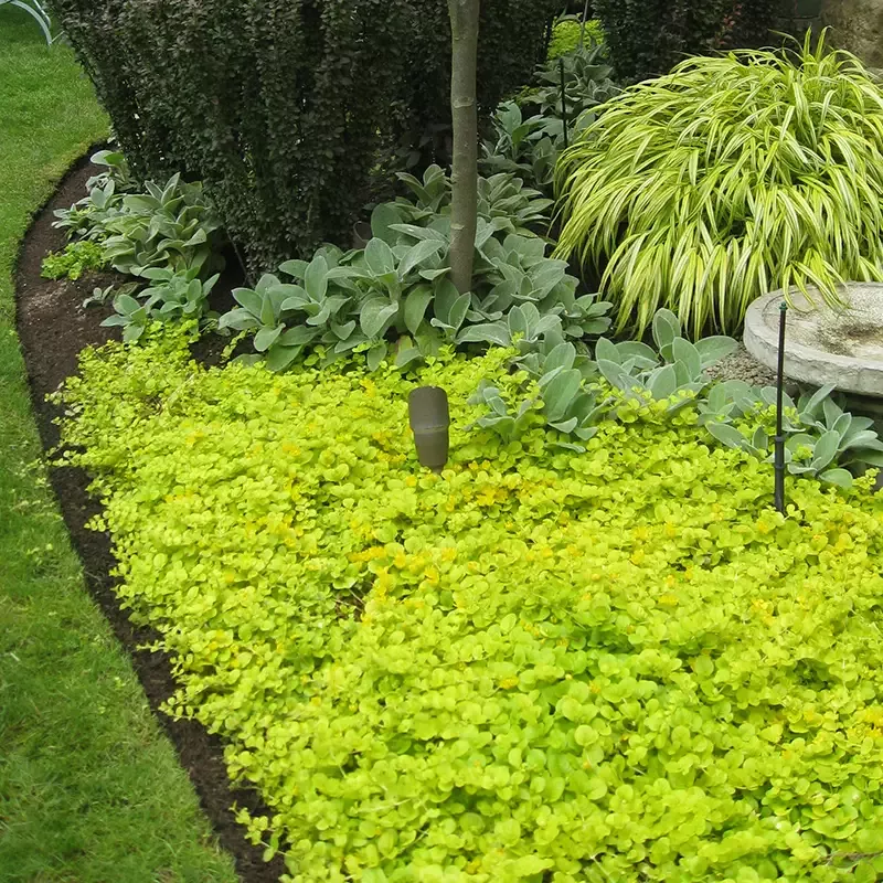 Yellow Creeping Jenny (Lysimachia)