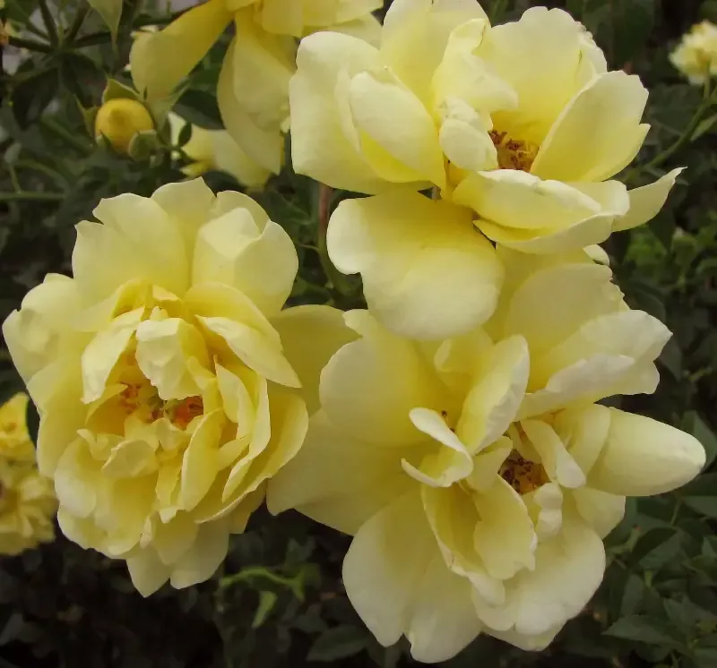 Yellow Flower Carpet Rose