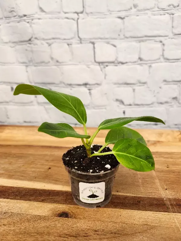Yellow Gem Rubber Tree