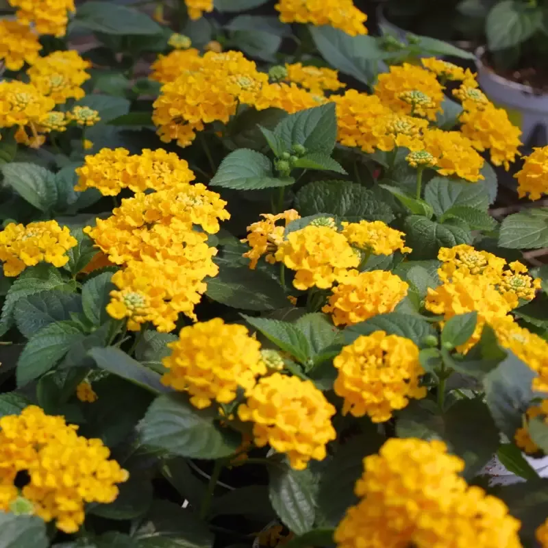 Yellow Lantana