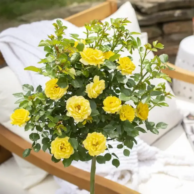 Yellow Sunblaze™ Miniature Rose – Tree Form