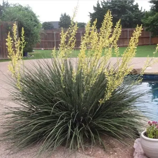 Yellow Yucca Plants