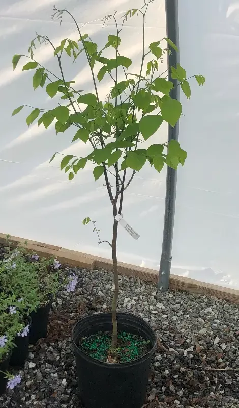Yellowwood, Cladrastis kentukea