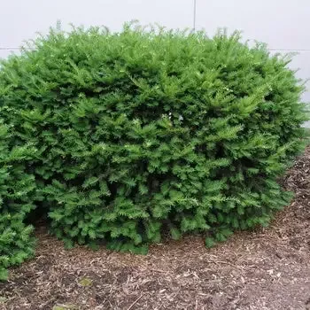 Yew – Densiformis