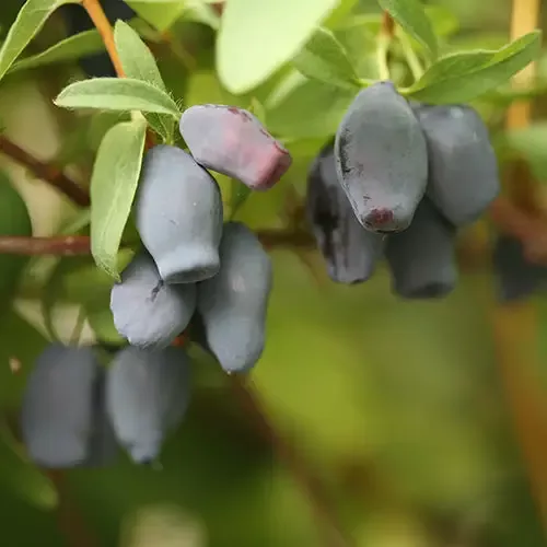 Yezberry™ Maxie™ Japanese Haskap (Lonicera)