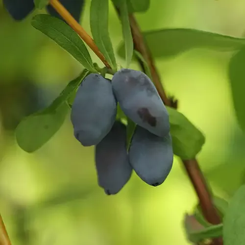 Yezberry™ Solo™ Japanese Haskap (Lonicera)