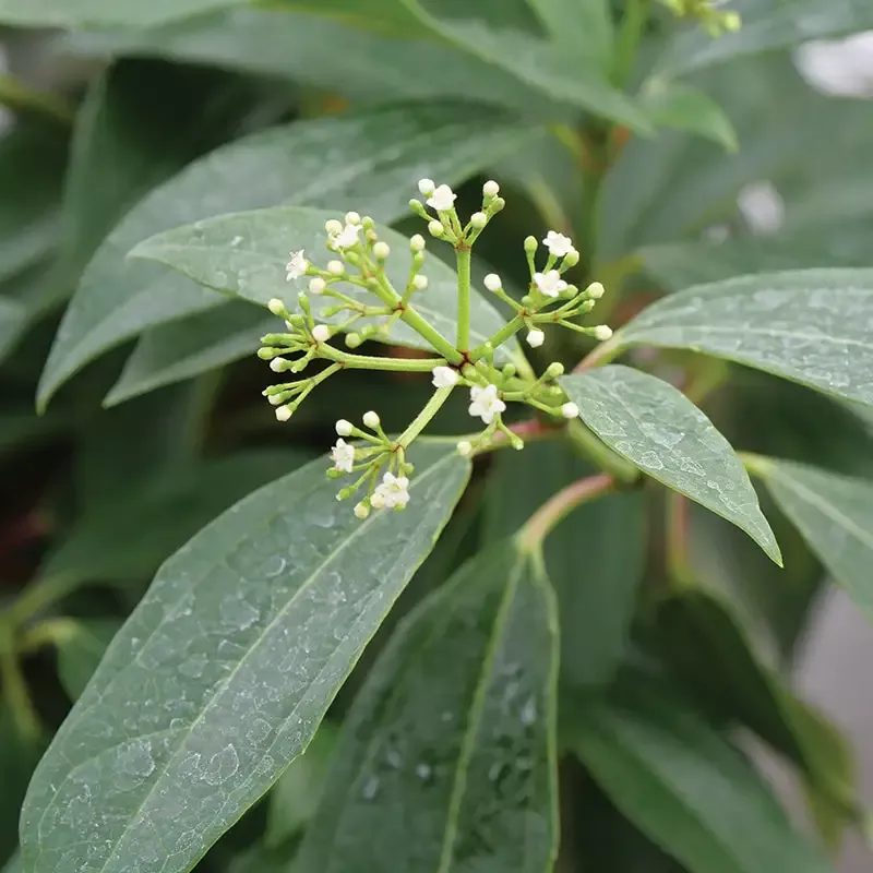 Yin™ David Viburnum