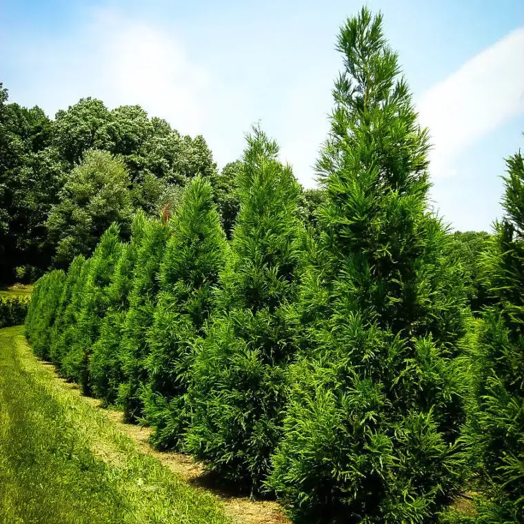 Yoshino Japanese Cedar