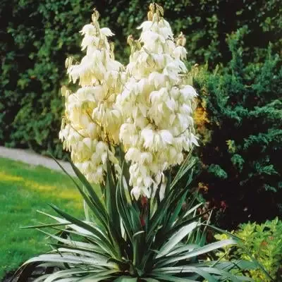 Yucca – Adam’s Needle