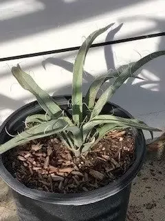 Yucca baccata – Banana yucca