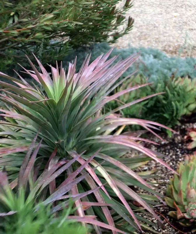 Yucca ‘Blue Boy’