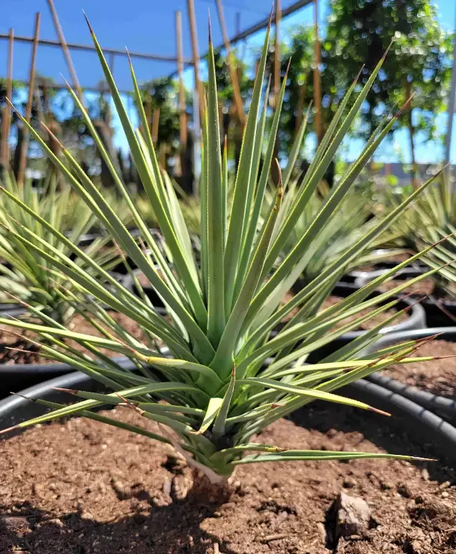 Yucca brevifolia