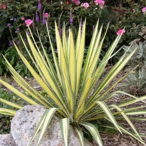 Yucca – Color Guard Varigated
