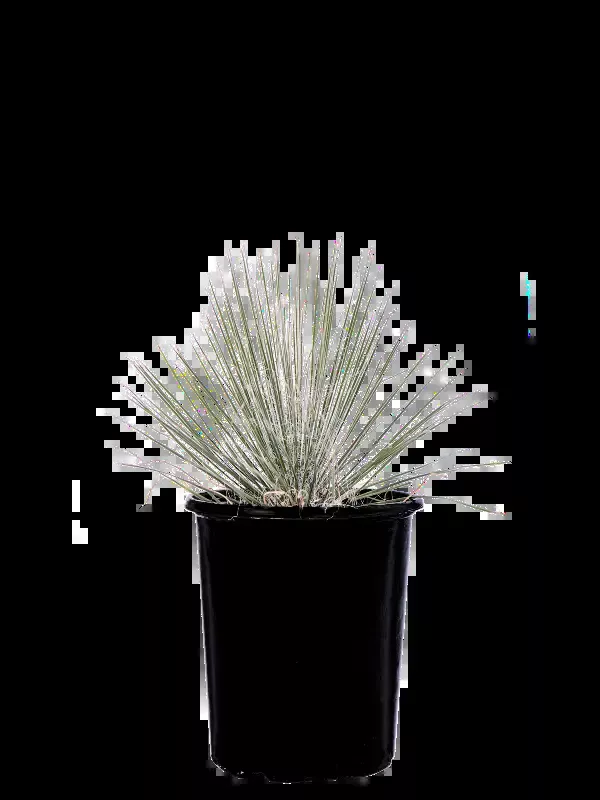 Yucca elata – Soaptree Yucca
