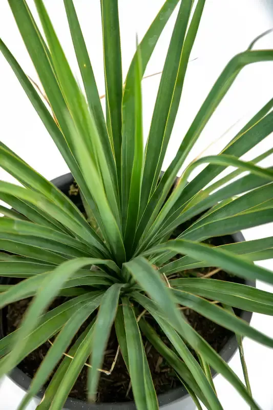 Yucca recurvifolia (pendula) variegated