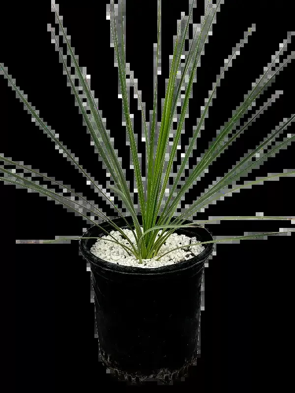 Yucca thompsoniana – Thompson’s yucca