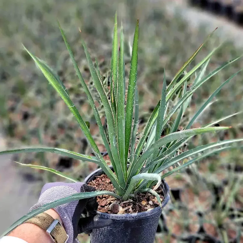 Yucca torreyi – Torrey yucca