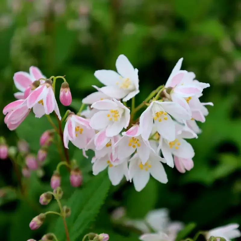 Yuki Cherry Blossom™ Deutzia