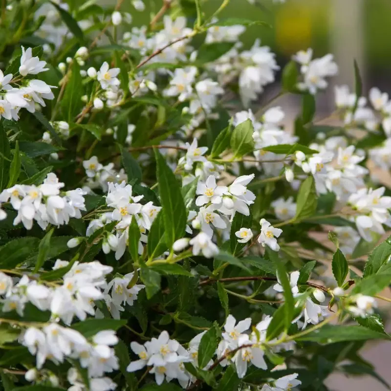 Yuki Snowflake™ Deutzia