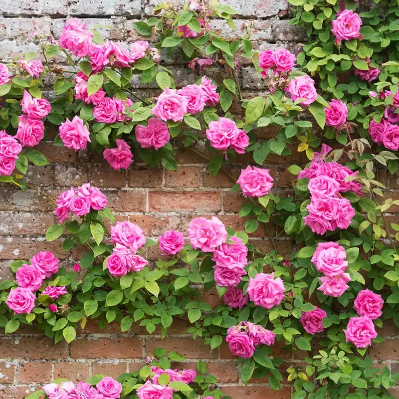 ‘Zéphirine Drouhin’ Climbing Rose
