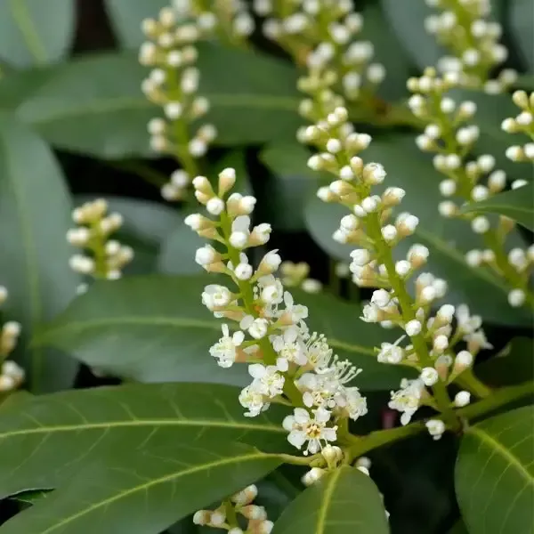 Zabeliana Cherry Laurel