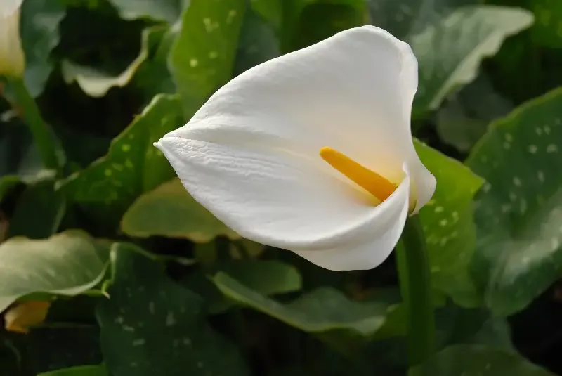 Zantedeshia aethiopica – Calla lily