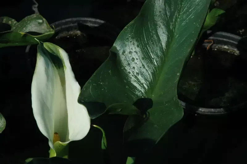 Zanthedeshia aethipoica “Green Goddess” Calla Lily