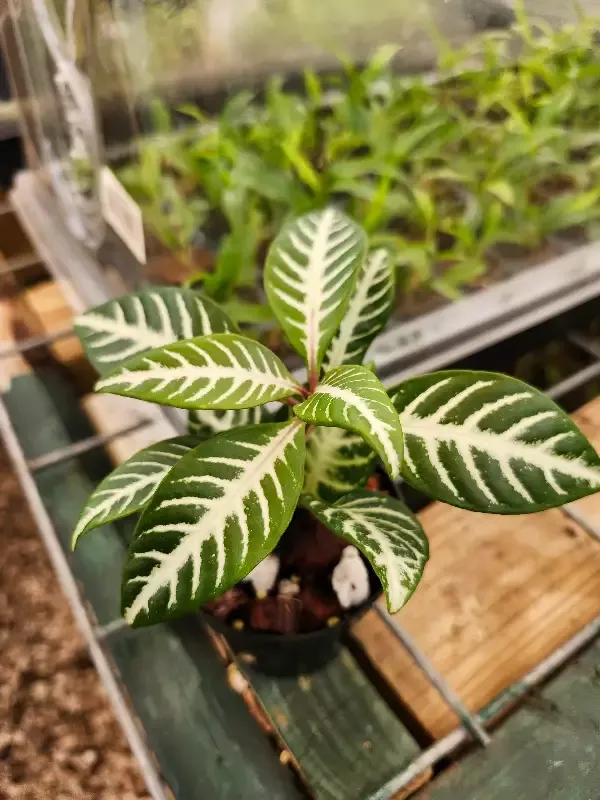 Zebra Plant (Aphelandra Dania)