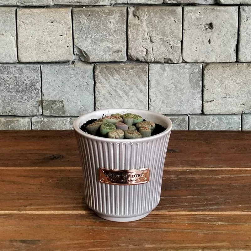 ZenPebbles ‘Living Stones’