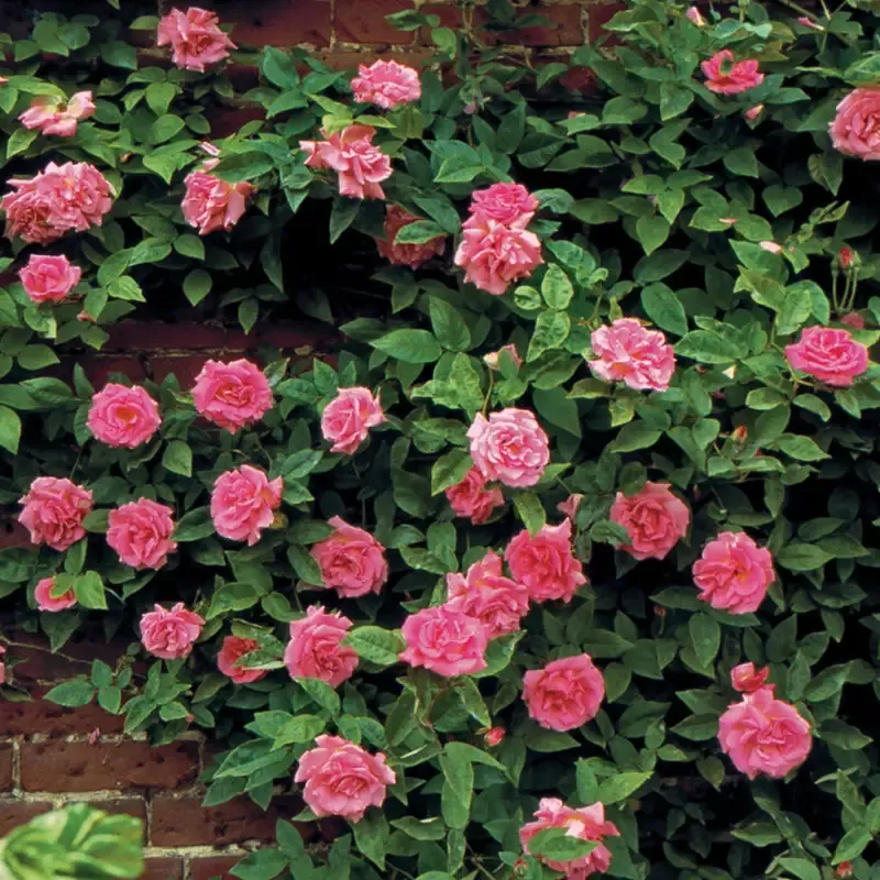 Zephirine Drouhin Rose